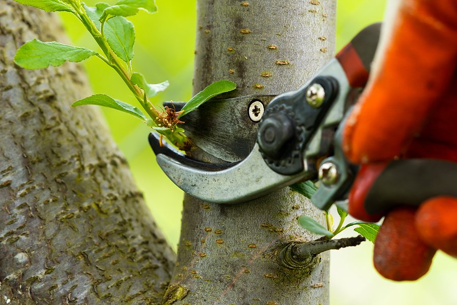 Gardener pruning trees with pruning shears on nature background