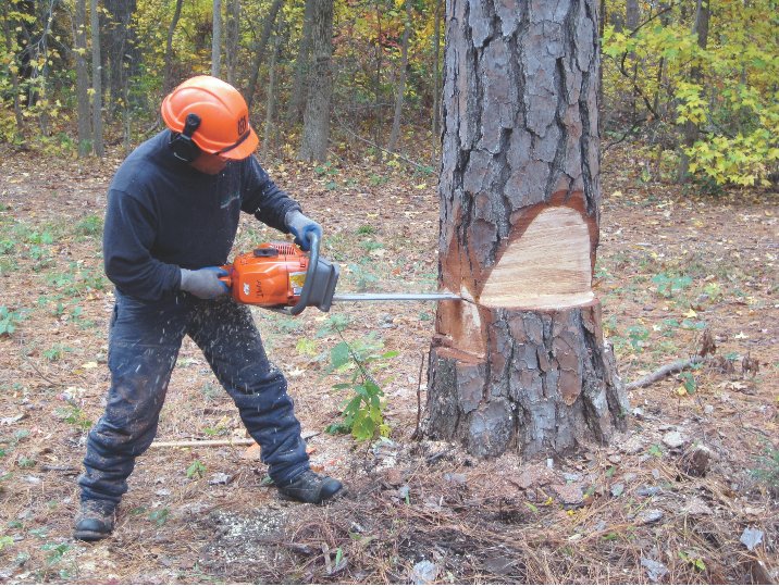 Tree_cuttingPhoto